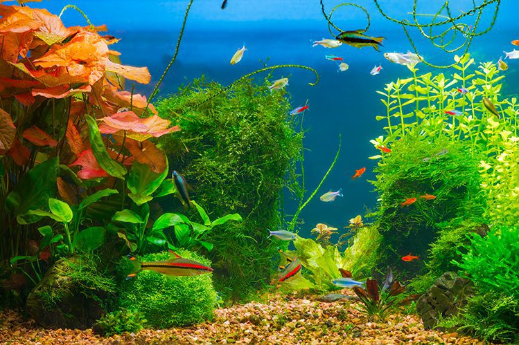 Algae in the aquarium: good or bad?