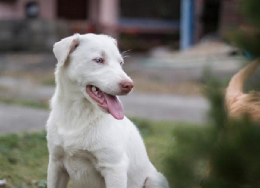 All about albino dogs