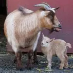 All about Cameroon goats: description of the breed, performance and maintenance