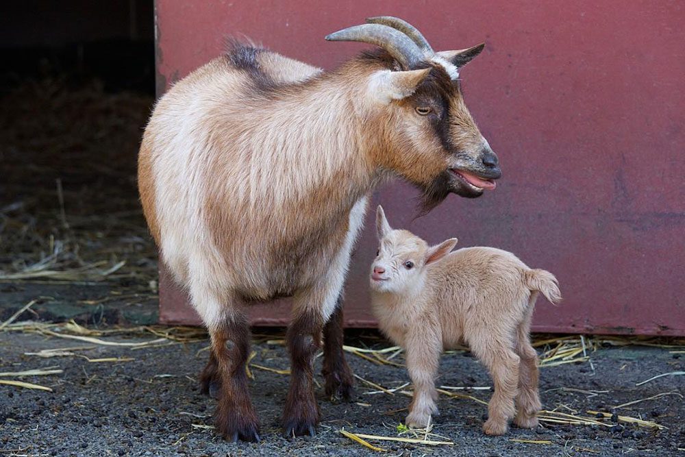 All about Cameroon goats: description of the breed, performance and maintenance