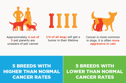 All about Canine Cancer