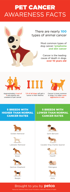 All about Canine Cancer