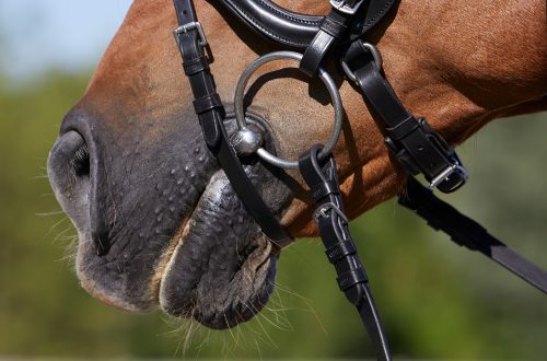 All about snaffle bridles