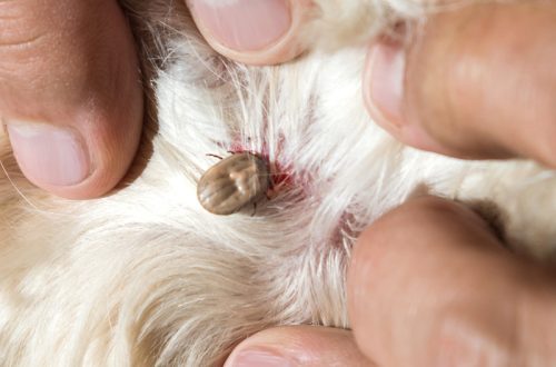 Kõik koerte nahaaluste puukide kohta: ravi ja ennetamine