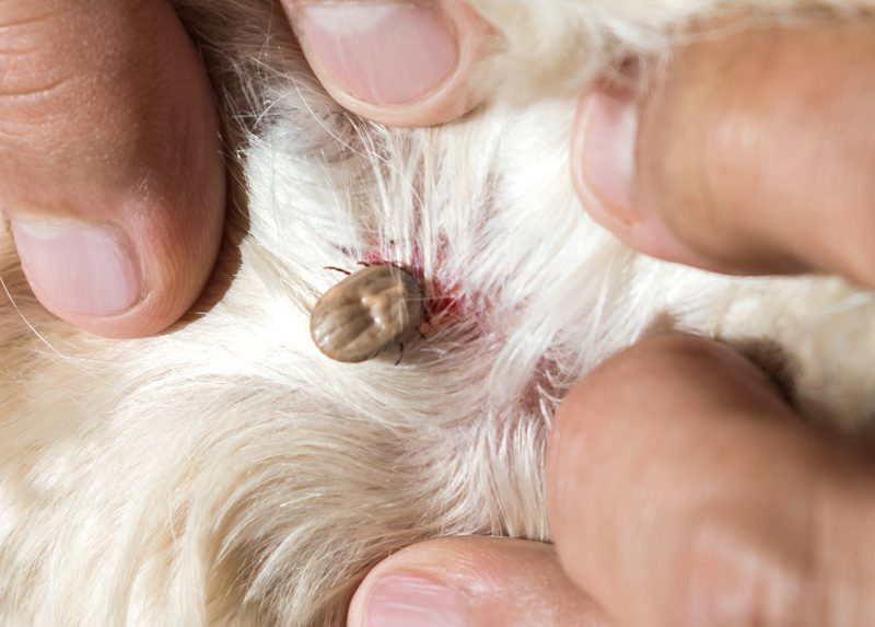 All about subcutaneous ticks in dogs: treatment and prevention