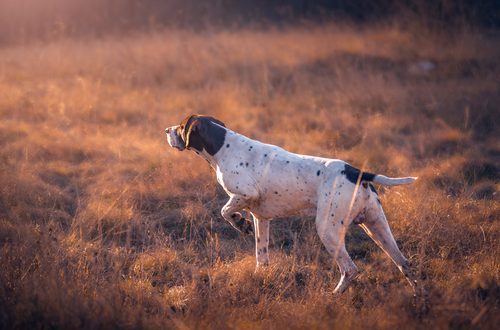 All about the hunting instinct in dogs