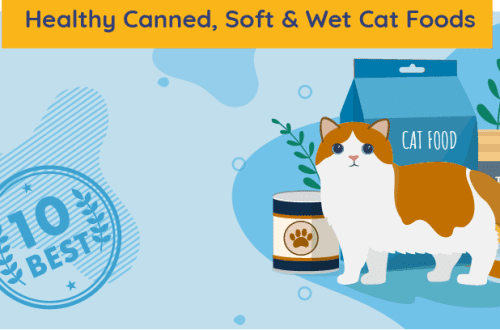 All about wet cat food