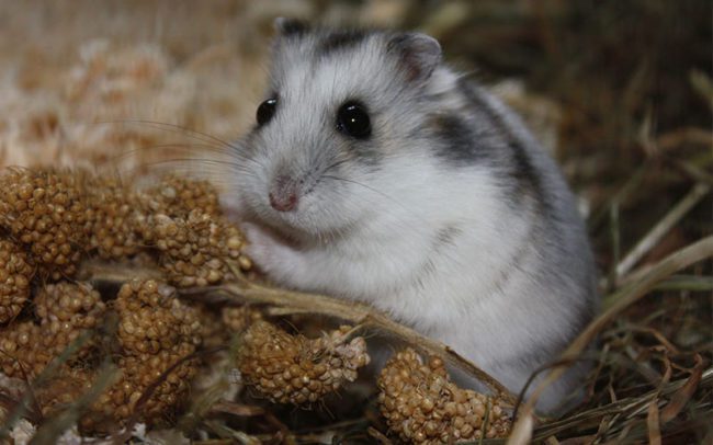 All breeds and types of hamsters with photos and names
