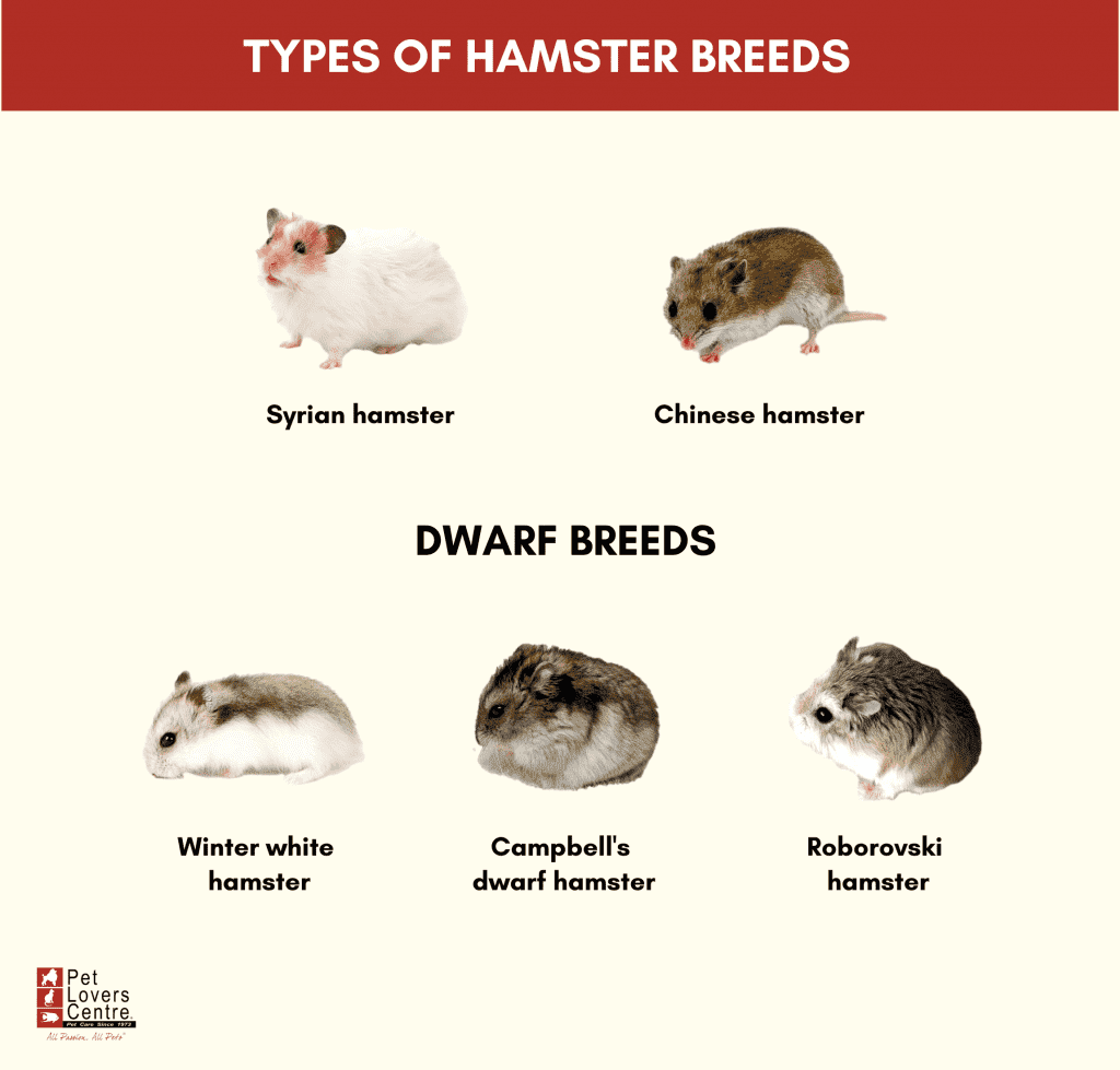 All breeds and types of hamsters with photos and names
