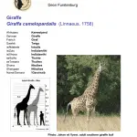 All information about giraffes: habitat, behavior, physiology, species features and interesting facts