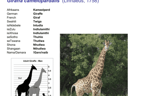All information about giraffes: habitat, behavior, physiology, species features and interesting facts