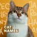 Cat breeds: how to identify the most affectionate and kind individuals among a huge number of representatives