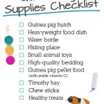 All you need for a guinea pig – accessories list