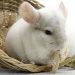 House for a chinchilla: choosing a finished one or creating it yourself &#8211; manufacturing materials, photos, drawings and dimensions
