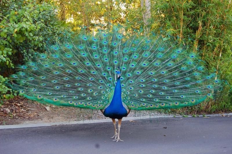 Amazing birds - peacocks