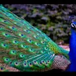 Amazing birds – peacocks
