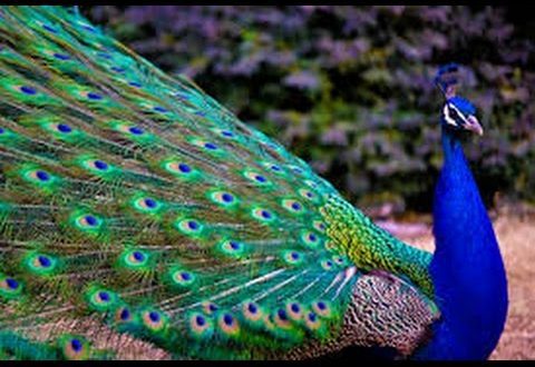 Amazing birds &#8211; peacocks
