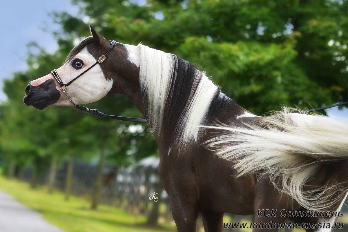 American miniature horses: not a dream, but a reality!