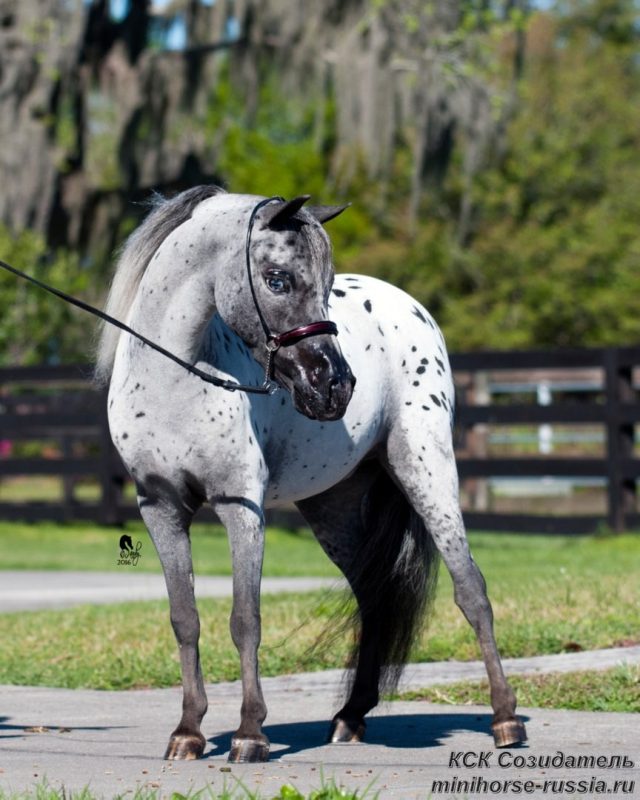 American miniature horses: not a dream, but a reality!