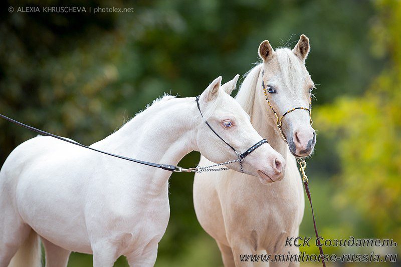 American miniature horses: not a dream, but a reality!