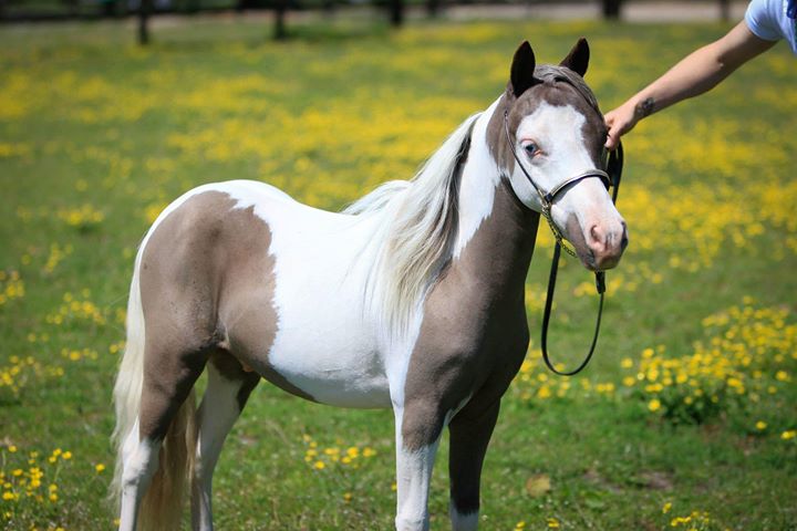 American miniature horses: not a dream, but a reality!