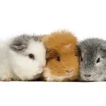 American teddy guinea pig – photo and description of the breed