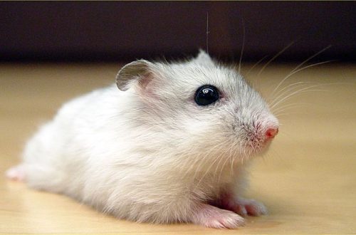 An essay about a hamster in Russian (3 options for grades 1-5)