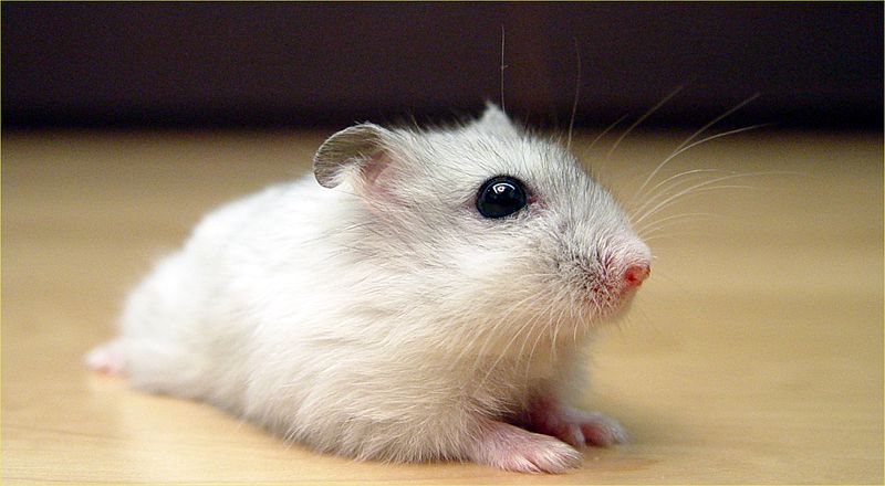 An essay about a hamster in Russian (3 options for grades 1-5)