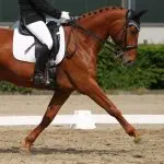 Analyzing: extended trot