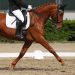 Horse Relaxation and Balance Exercises