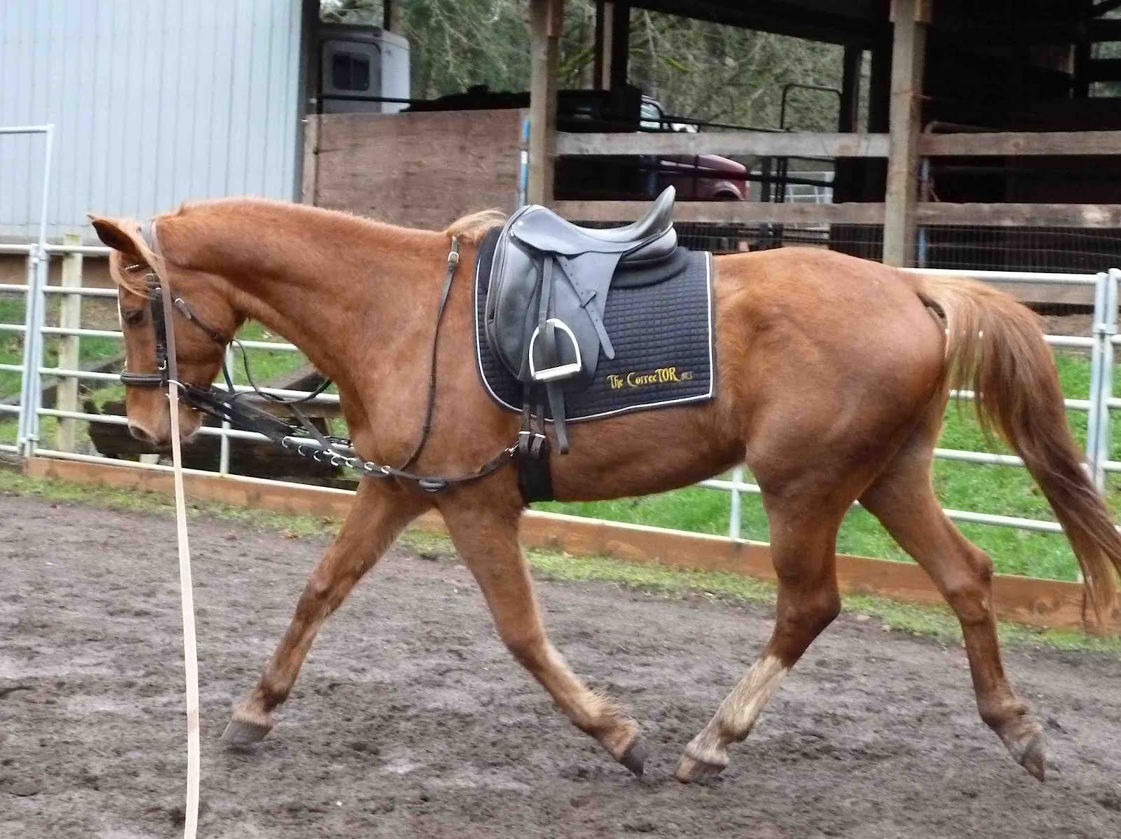 Analyzing: lunging (trot) and improving the horses topline