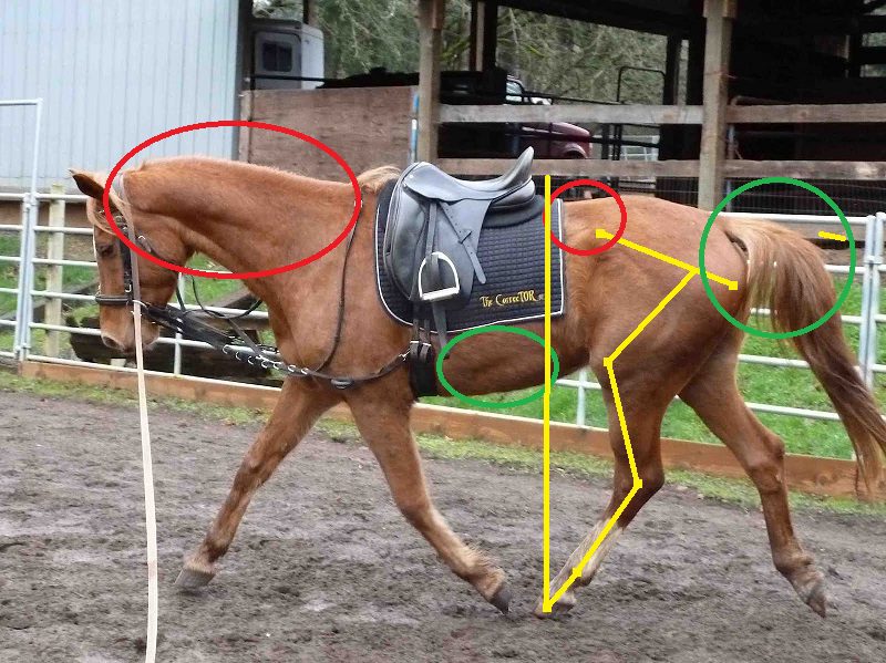 Analyzing: lunging (trot) and improving the horses topline