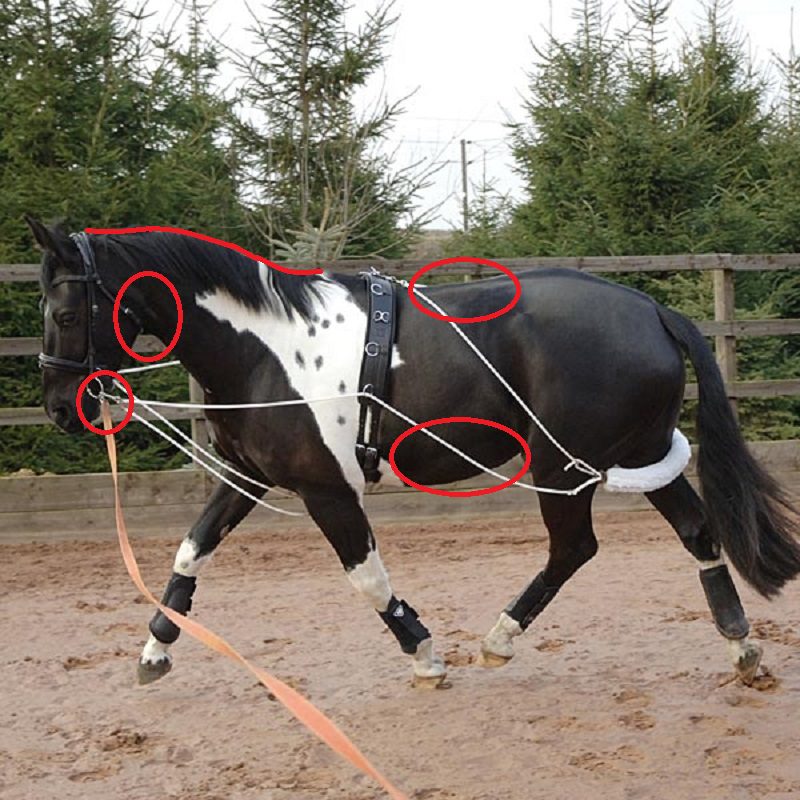 Analyzing: lunging (trot) and improving the horses topline