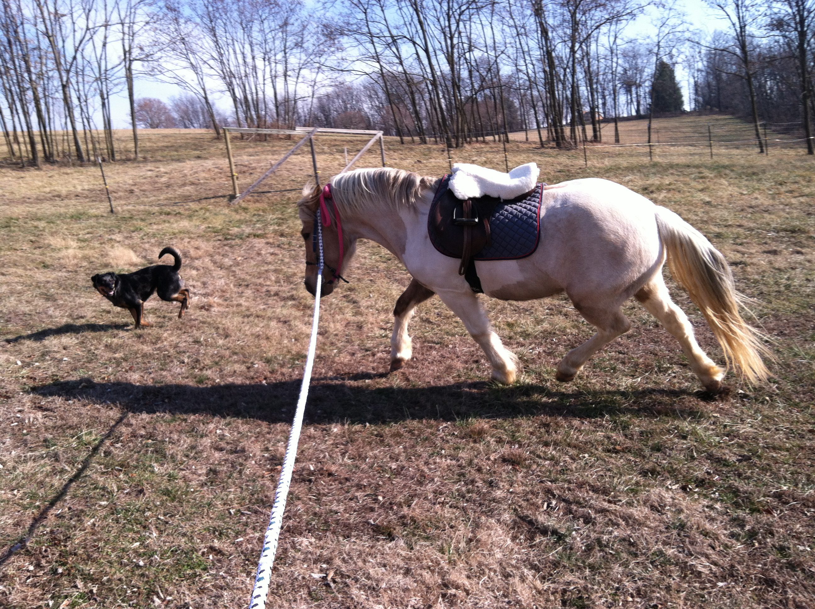 Analyzing: lunging (trot) and improving the horses topline