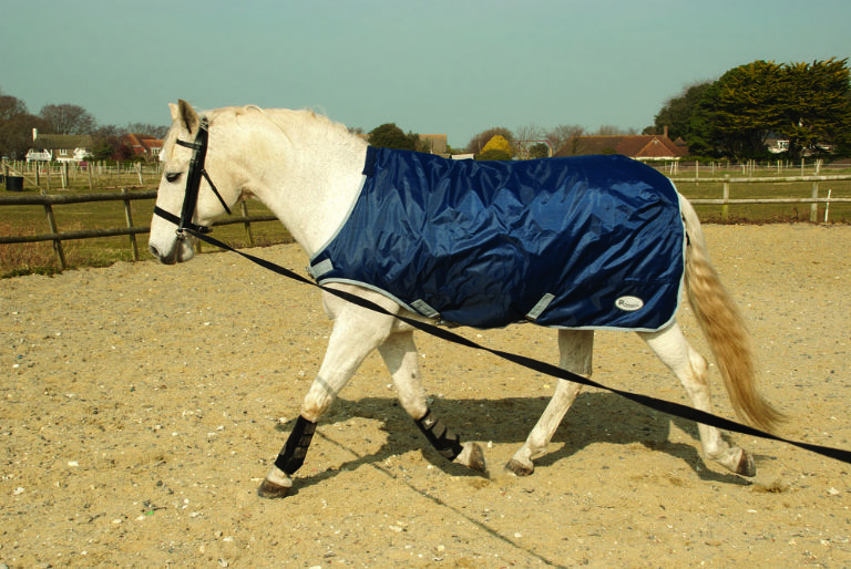 Analyzing: lunging (trot) and improving the horses topline