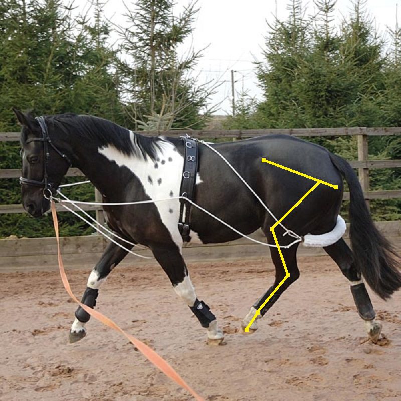 Analyzing: lunging (trot) and improving the horse&#8217;s topline