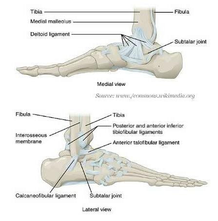 Analyzing the position of the foot in the stirrup