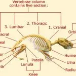 Anatomy and skeleton of a guinea pig, internal and external body structure