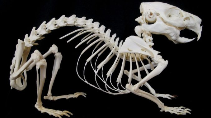 Anatomy and skeleton of a guinea pig, internal and external body structure