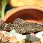 Ancistrus fish: maintenance, reproduction, compatibility, diseases