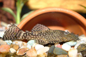 Ancistrus fish: maintenance, reproduction, compatibility, diseases