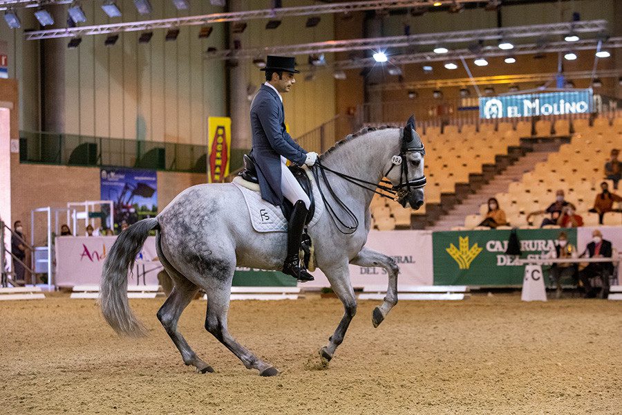 Andalusian mares gain popularity in dressage