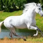 Andalusian mares gain popularity in dressage