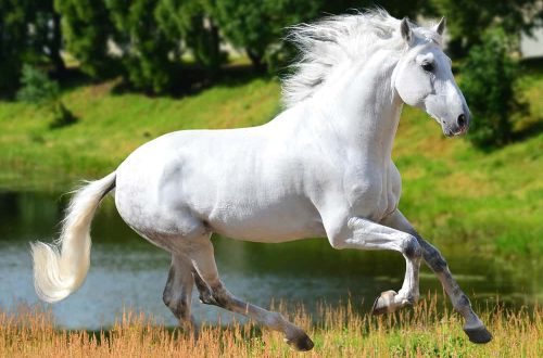 Andalusian mares gain popularity in dressage