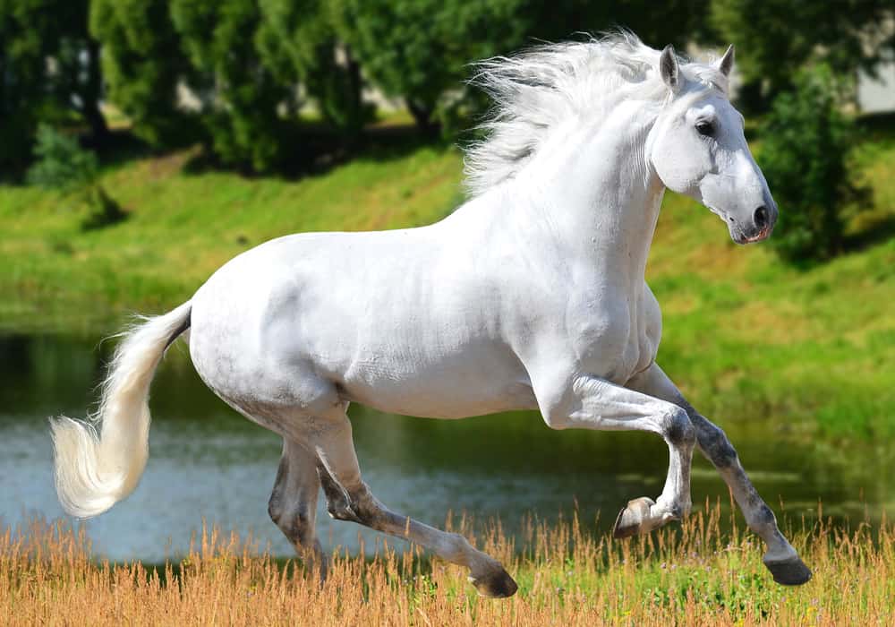 Andalusian mares gain popularity in dressage