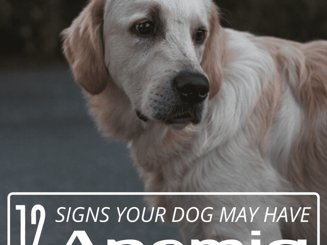 Anemia in a dog: symptoms and treatment