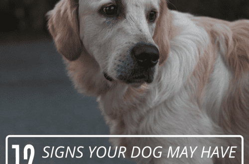 Anemija kod psa: simptomi i liječenje