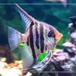 Angelfish: its types, care, maintenance, compatibility