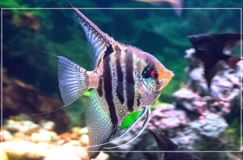 Angelfish: its types, care, maintenance, compatibility