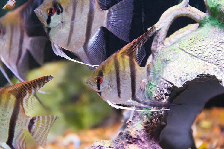 Angelfish: keeping angel fish